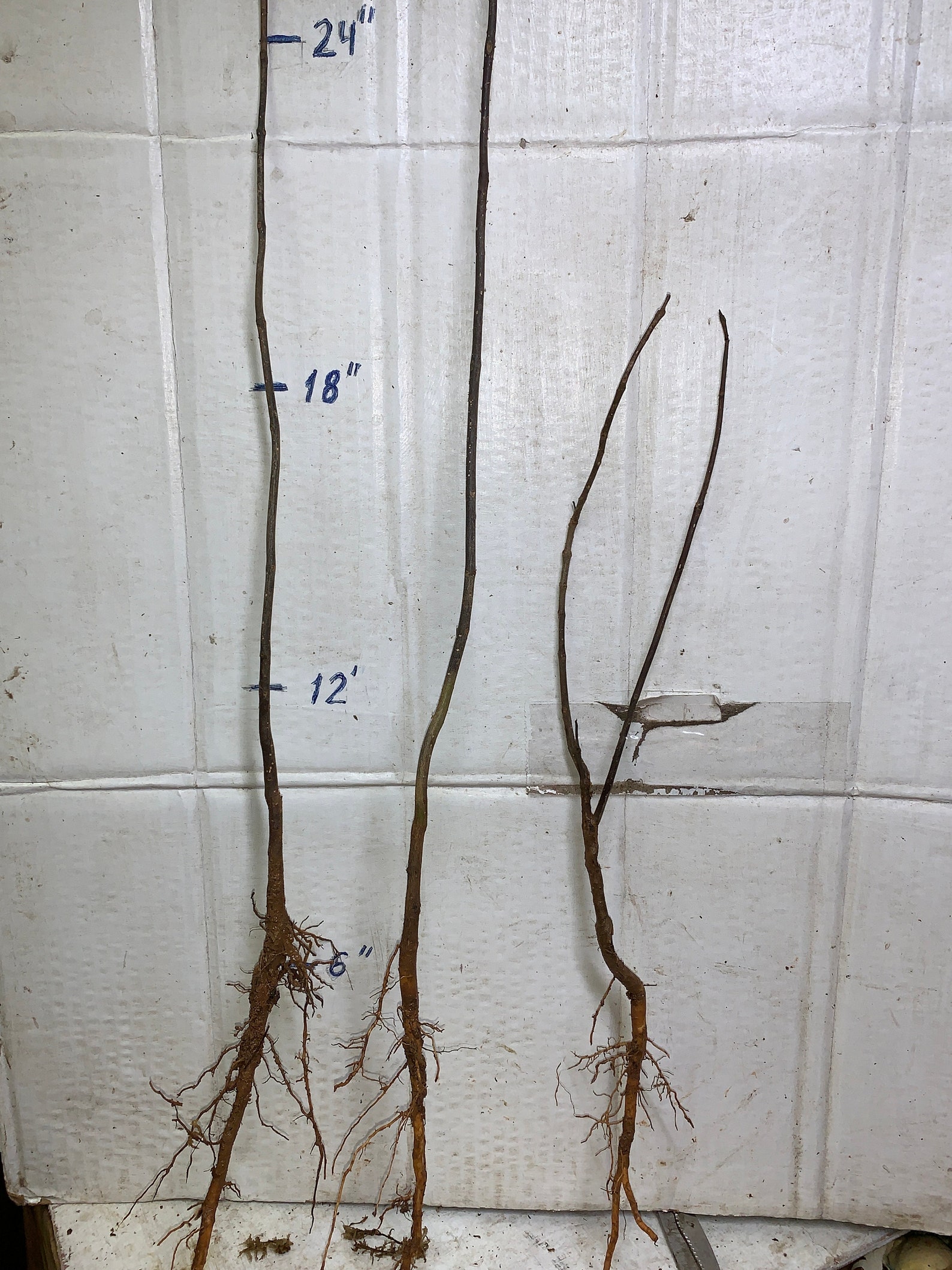 Catalpa Speciosa , 1-2 Year Old ,northern Catalpa, Cigar Tree, Indian ...