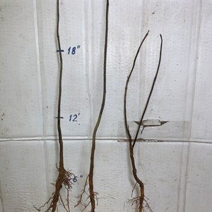 Catalpa Speciosa , 1-2 Year Old ,northern Catalpa, Cigar Tree, Indian ...