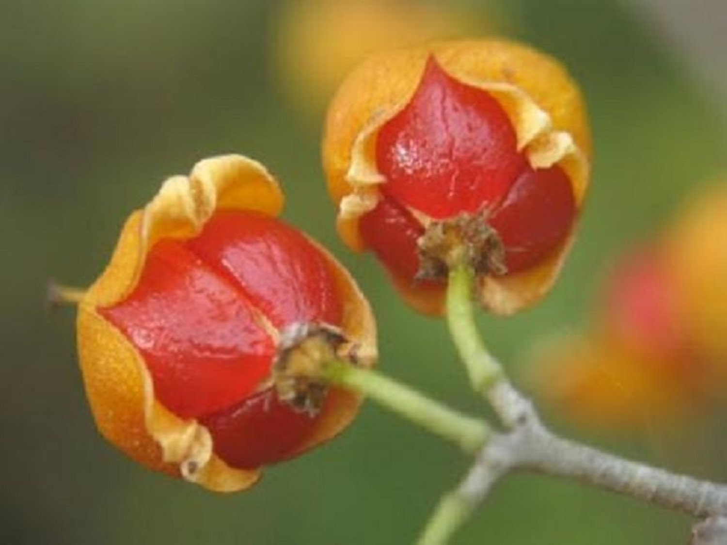 200 Seeds of Bittersweet Vine celastrus Scandens Etsy