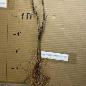 Pode incluir: Uma muda de Raintree Dourado de raiz nua com ramos e raízes marrons. A muda tem 30 cm de altura e está etiquetada como "Golden Raintree 2 anos".