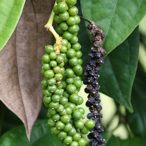 Black Pepper starter plant Piper nigrum 2.5 pot size. image 1