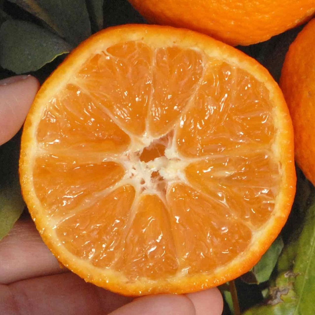 Clementine De Nules Mandarin, 1 Gallon Size, Grafted Plant. Etsy