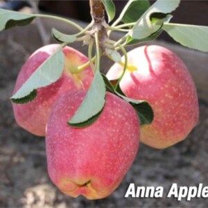 Anna Apple Tree 4-5′ with 1/2″ caliper Bare-root January to April