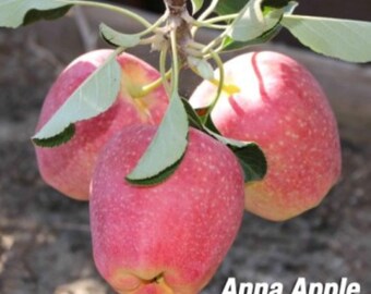 Anna Apple Tree 4-5′ with 1/2″ caliper Bare-root January to April