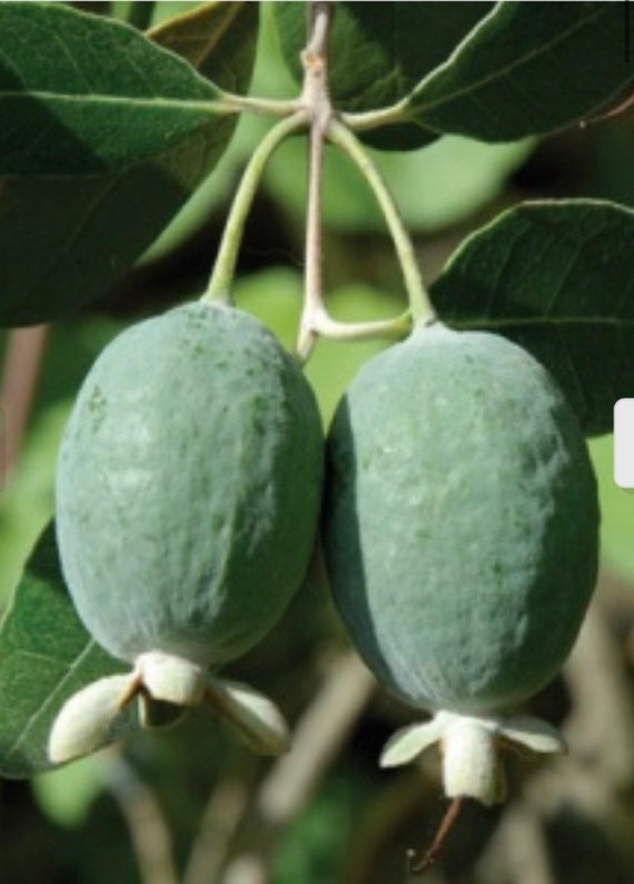 One Pineapple Guava Seedling 1 Gallon Container No Ship AK Etsy