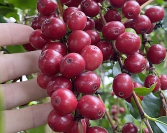 May include: Close-up of a branch of a coffee plant with many ripe red coffee beans.
