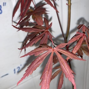 Acer palmatum Atropurpureum Japanese maple 1 year old 16-22 tall image 8