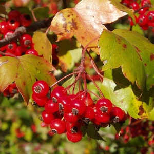 May include: A cluster of bright red berries hang from a branch with green and brown leaves. The berries are clustered together and some are partially obscured by the leaves.