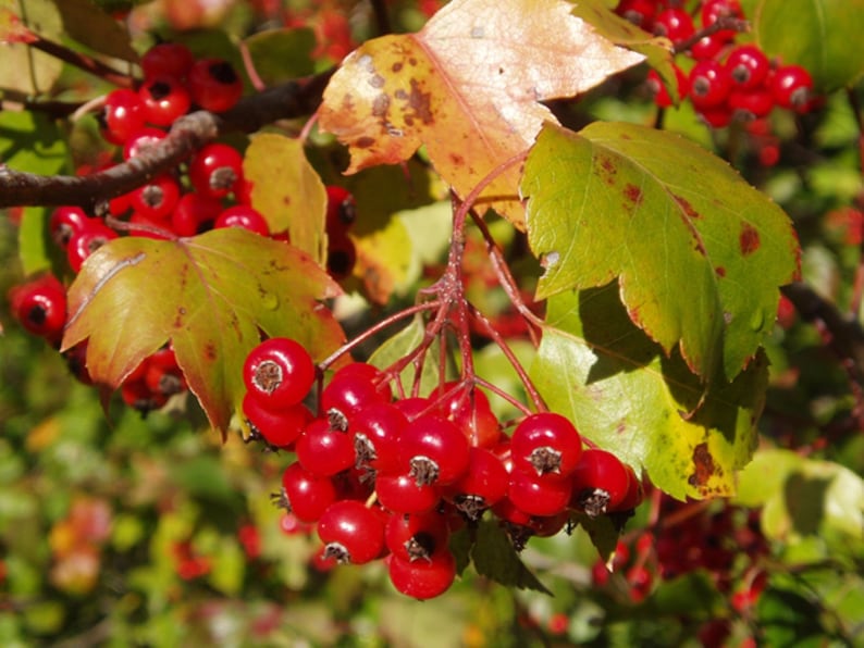 May include: A cluster of bright red berries hang from a branch with green and brown leaves. The berries are clustered together and some are partially obscured by the leaves.