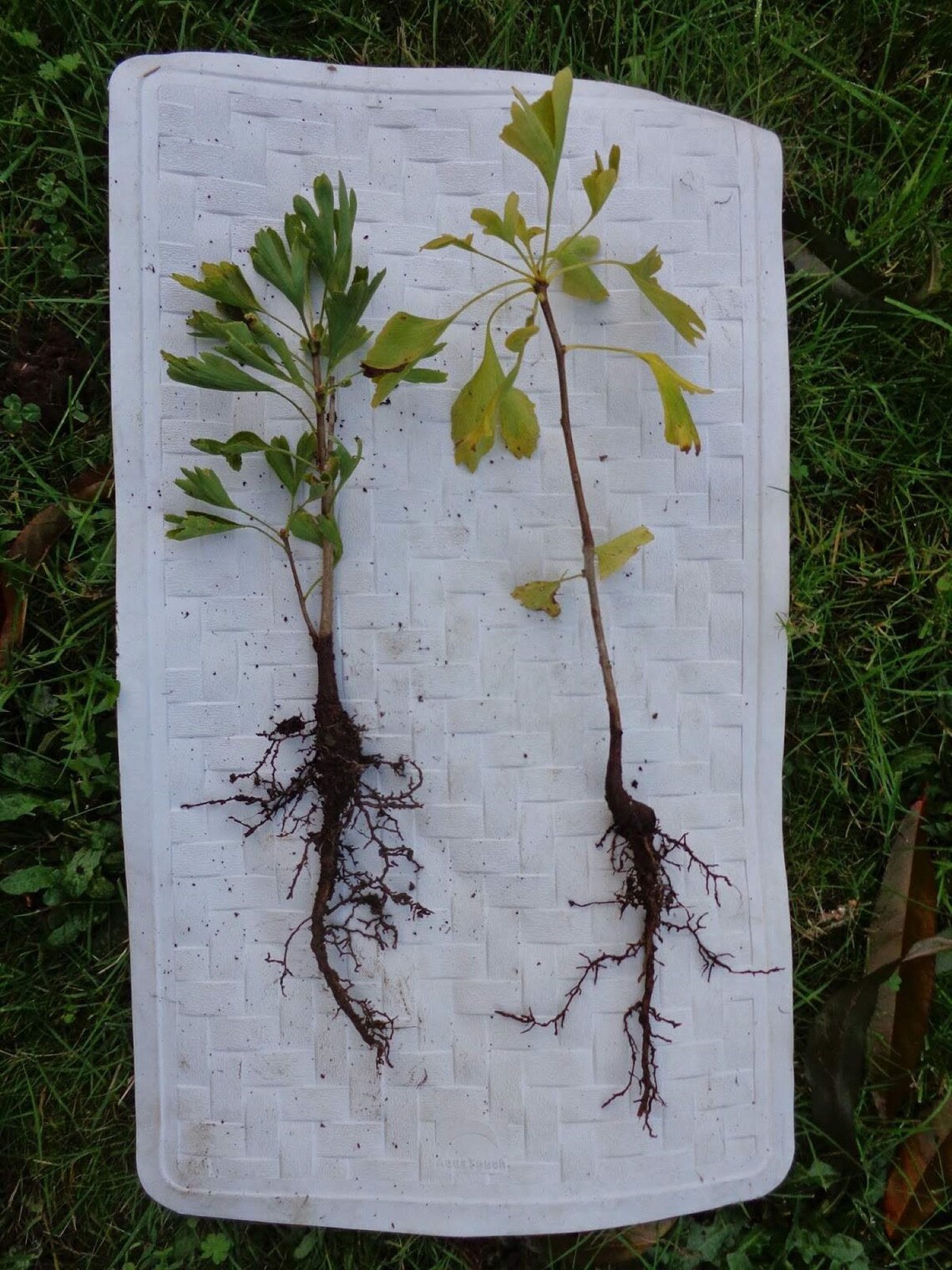 One Ginkgo Biloba Plant 23 Yo. Sent With Roots Wrapped. 612 Etsy Canada