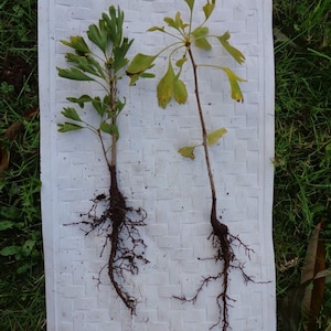 Jedna dwuletnia roślina miłorzębu japońskiego. Wysyłana z owiniętymi korzeniami. Wysokość 15-30 cm.