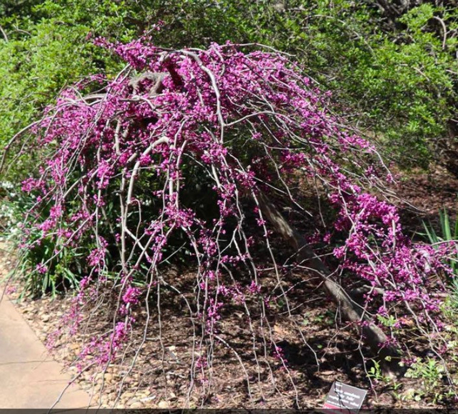 Cercis Canadensis RUBY FALLS Weeping Redbud Plant, 2-3 Ft Tall - Etsy