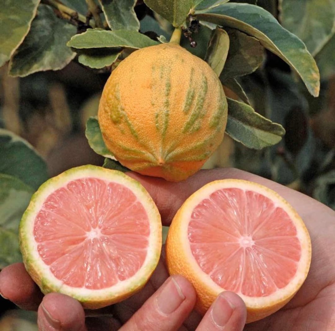 California Only Variegated Pink Lemon Tree, 1836 Inches Tall, Grafted Plant Etsy