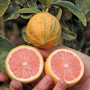 California only!! Variegated Pink Lemon Tree,  18-36 inches tall, grafted semi  dwarf plant
