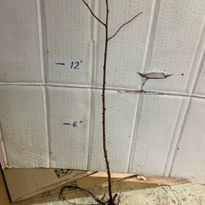 Crabapple Roseglow Sargent Malus sargentii 1-2 year old shipped Dormant bare root image 2