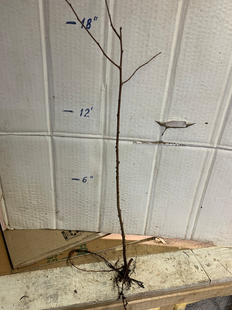 Crabapple Roseglow Sargent Malus sargentii 1-2 year old shipped Dormant bare root image 2