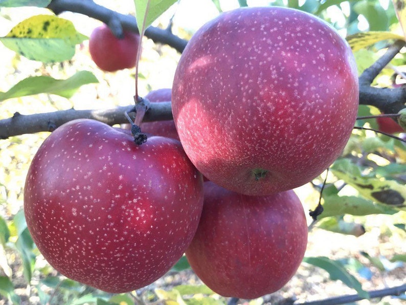 Spitzenberg Apple Tree Grafted 5x5x12 Inches Pot Size 1 Year Etsy