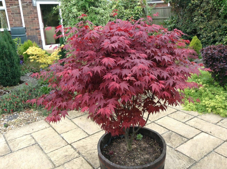 Acer palmatum Atropurpureum Japanese maple 1 year old 16-22 tall image 2