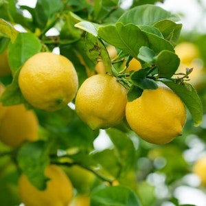 Florida only! Harvey Lemon 3 gallon 2-3 ft (Citrus × pyriformis) Grafted plant