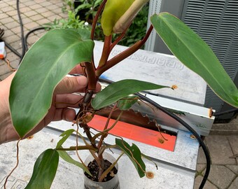 フィロデンドロン レッド エメラルド (Philodendron Erubescens