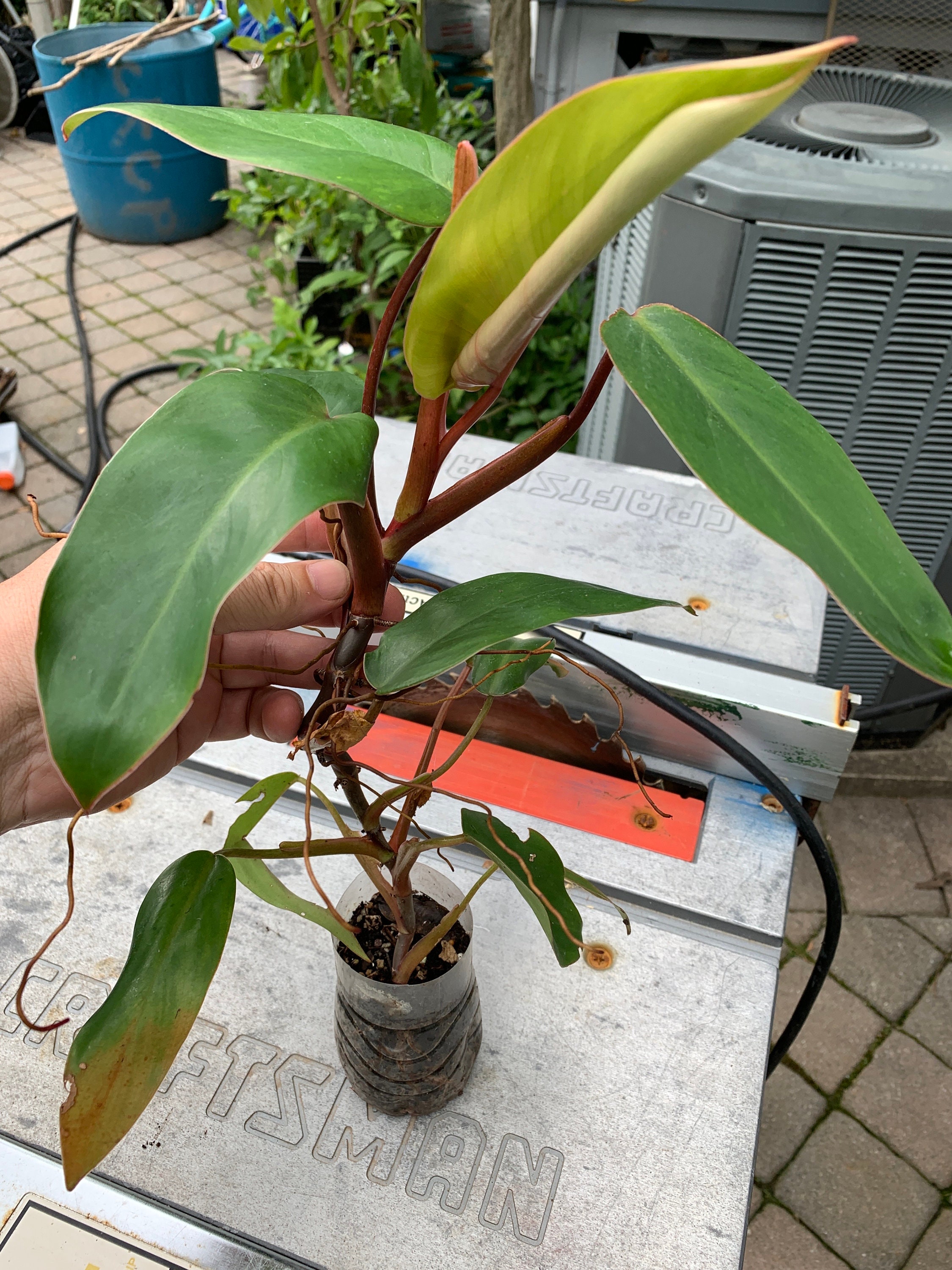 フィロデンドロン レッド エメラルド (Philodendron Erubescens