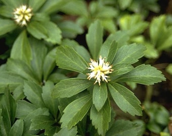 10 Pachysandra terminalis rhizomes/root cuttings