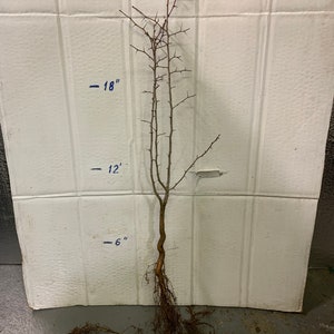 May include: A bare-root tree sapling with brown branches and a root system. The sapling is measured against a white wall with markings for 6 inches, 12 inches, 18 inches, and 24 inches.