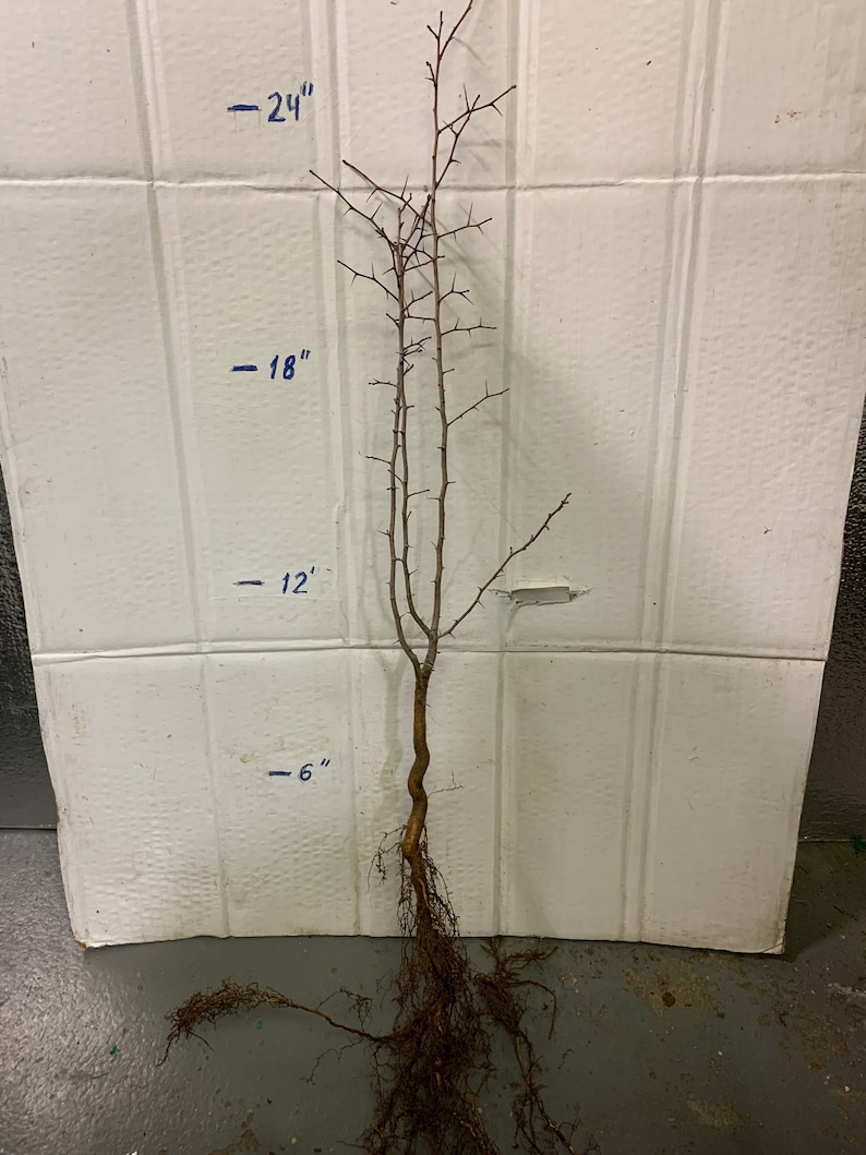 May include: A bare-root tree sapling with brown branches and a root system. The sapling is measured against a white wall with markings for 6 inches, 12 inches, 18 inches, and 24 inches.