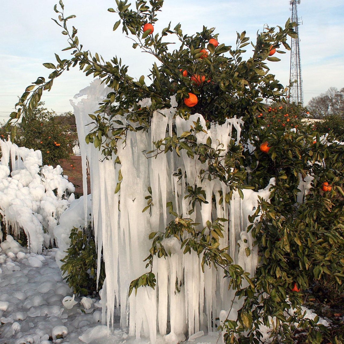 TEXAS ONLY One Arctic Frost Satsuma Tree 2 Year Old 34 Ft Etsy