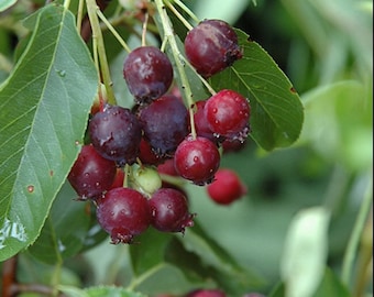 Puede incluir: Primer plano de un racimo de bayas de color rojo oscuro, posiblemente serbales, colgando de una rama con hojas verdes. Las bayas tienen un tono profundo, casi púrpura, y están cubiertas de pequeñas gotas de agua.