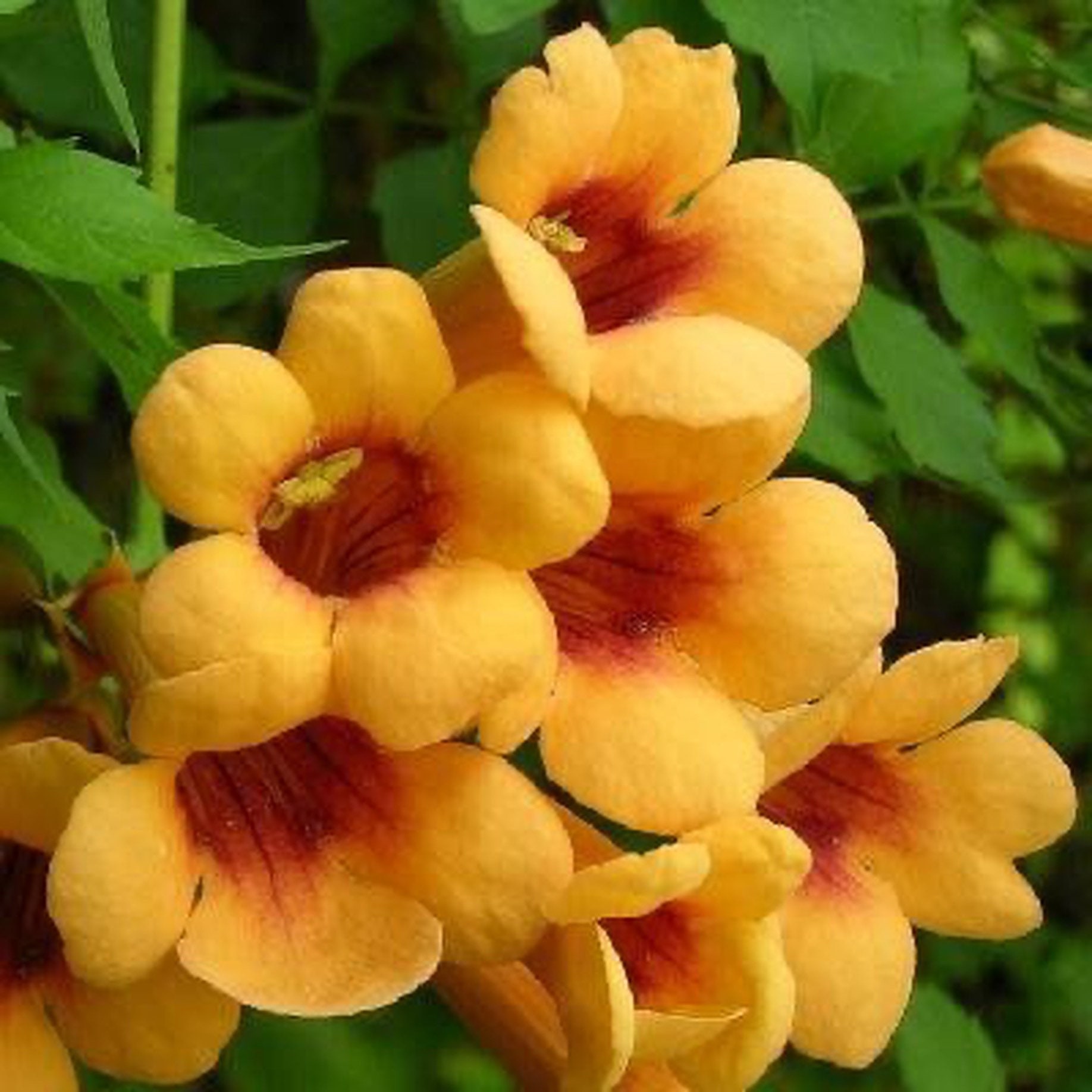 "Ranke CAMPSIS radicans ""Judy"" Trompete Schlingpflanze gelbe Blumen."