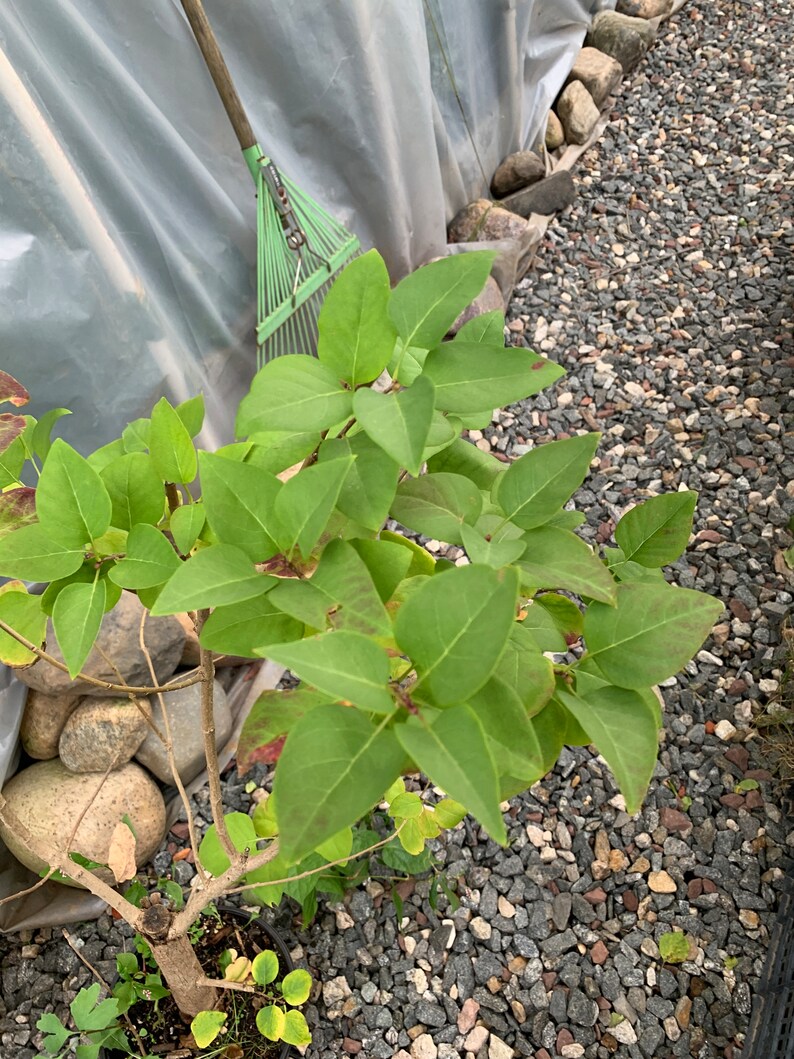 Syringa Tree Roots Exact Plant Purple Lilac 4-5 Year Old Plant, Syringa Vulgaris (common ...
