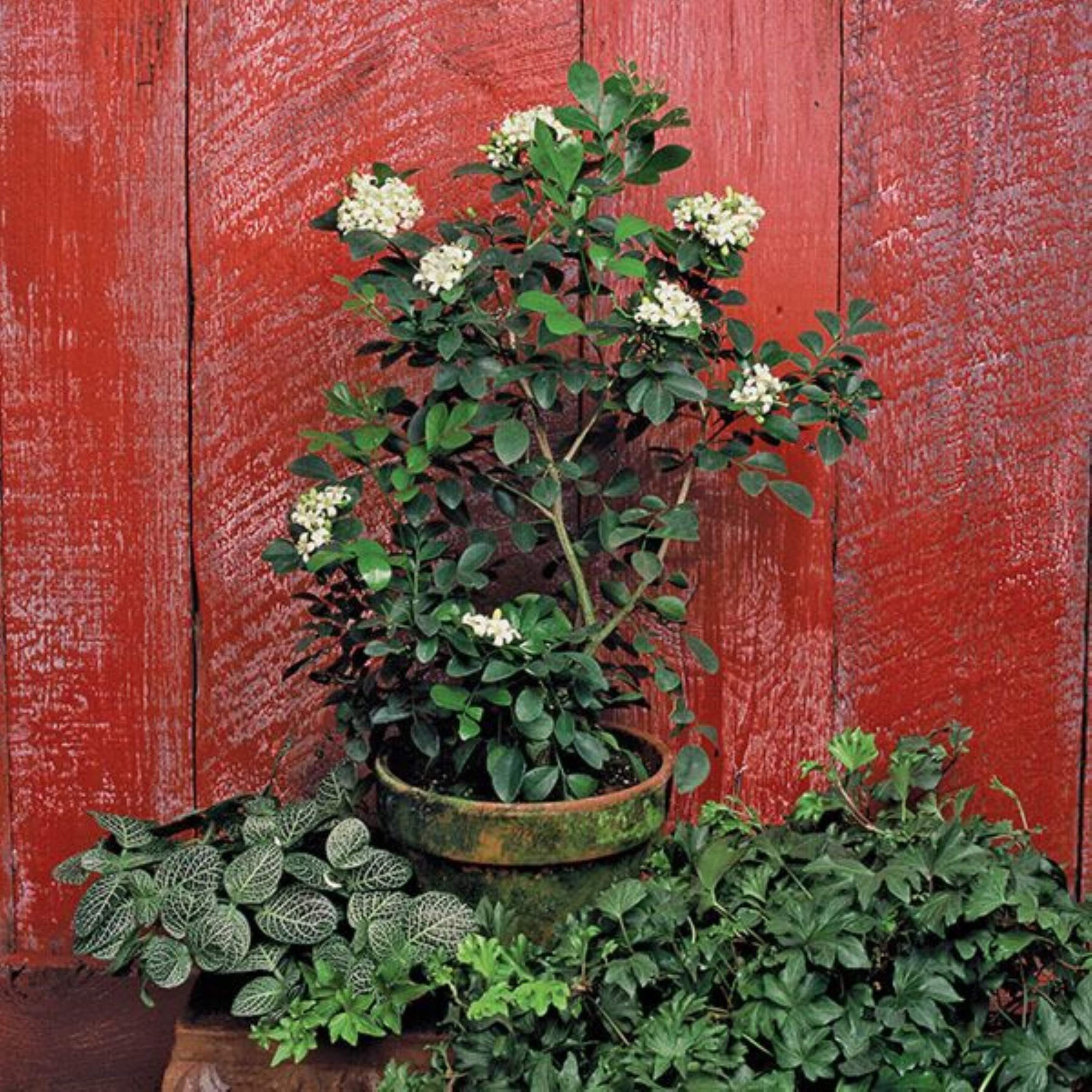 Orange Jasmine (murraya Paniculata) 2.5 Inch Pot Size No Ship to