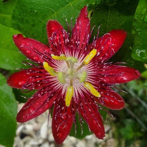May include: A vibrant red passionflower with a white and yellow center. The flower has a delicate, intricate pattern and is covered in water droplets.