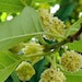 Wild Male Che Tree 1-2 Year Old Plant, Cudrania Tricuspidata - Etsy