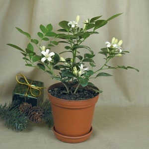 May include: A small potted plant with white flowers and green leaves. The plant is in a brown terracotta pot with a matching saucer.