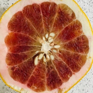 May include: A close-up of a halved grapefruit with a pink and yellow rind and a red flesh. The grapefruit is segmented and has many seeds.