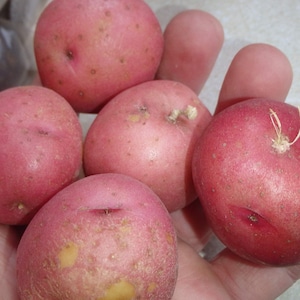 以下が含まれることがあります： わずかにざらざらした質感の赤いジャガイモが5つ。ジャガイモは手に持っており、1つのジャガイモには小さな芽が出ている。