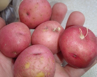ORGÂNICO Pele Vermelha Polpa Branca 5 Tubérculos de Batata, Solanum tuberosum