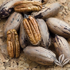 Mahan Pecan Tree 4-5 ft, Grafted, Over sized, Bare root, Not for CA, January-April
