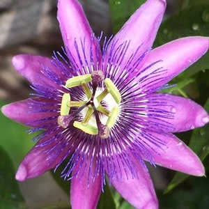 Amethyst passiflora passion flower well rooted plant, sent with soil image 1