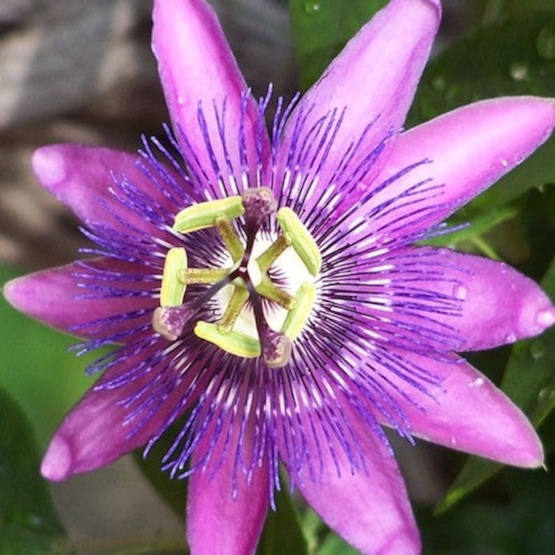 Amethyst passiflora passion flower well rooted plant, sent with soil image 1