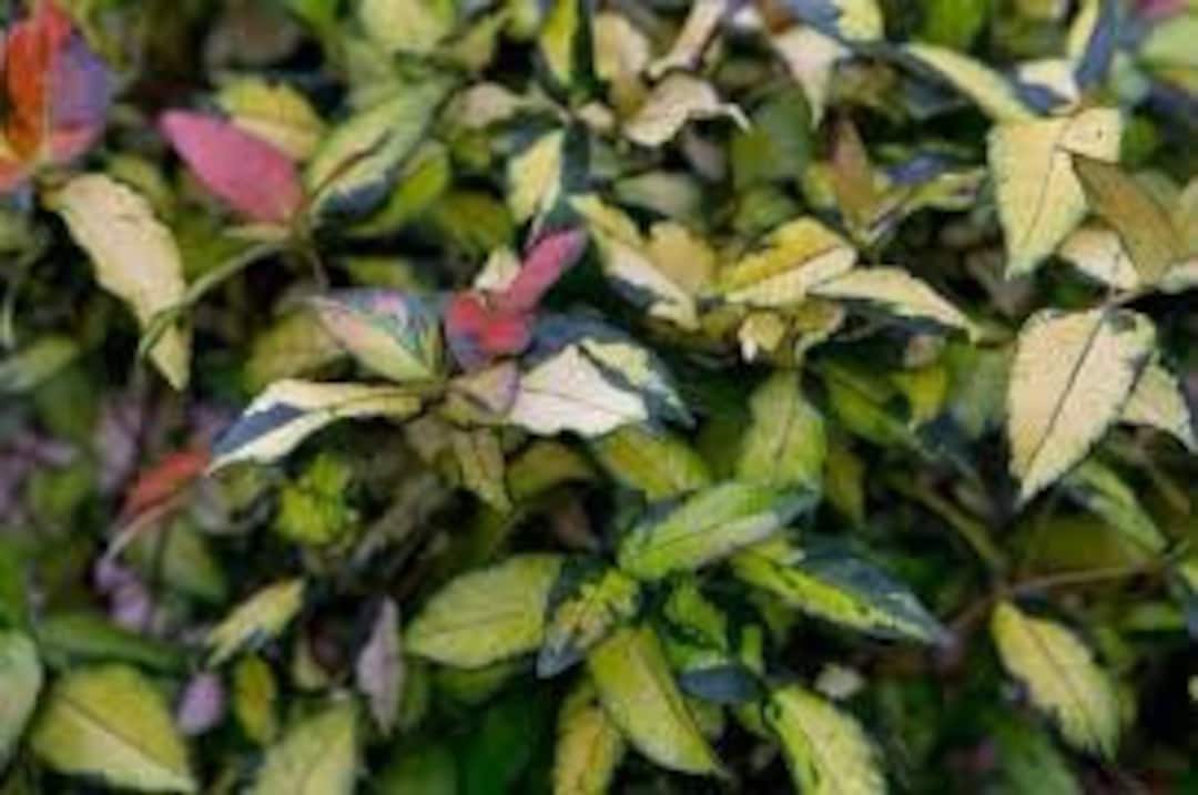 Asiatic Jasmine 'ogon-nishiki' Starter Plant. Climbing Plant Liana