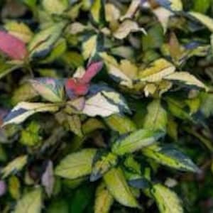 Plante de démarrage de jasmin asiatique 'Ogon-Nishiki'. Plante grimpante liane couvre-sol