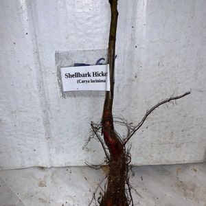 Shellbark Hickory Carya laciniosa tree plant , 6-12 tall. image 7