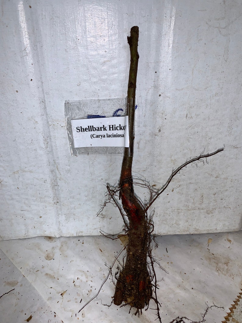Shellbark Hickory Carya laciniosa tree plant , 6-12 tall. image 7