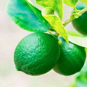 May include: Two green limes hanging from a lime tree branch with green leaves.
