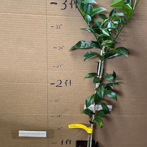 Yuzu Ichandrin Hardy Lemon Citrus 2-3 ft tall, grafted, Not for Ca, Az, Fl, La, Tx, Hi, Ak