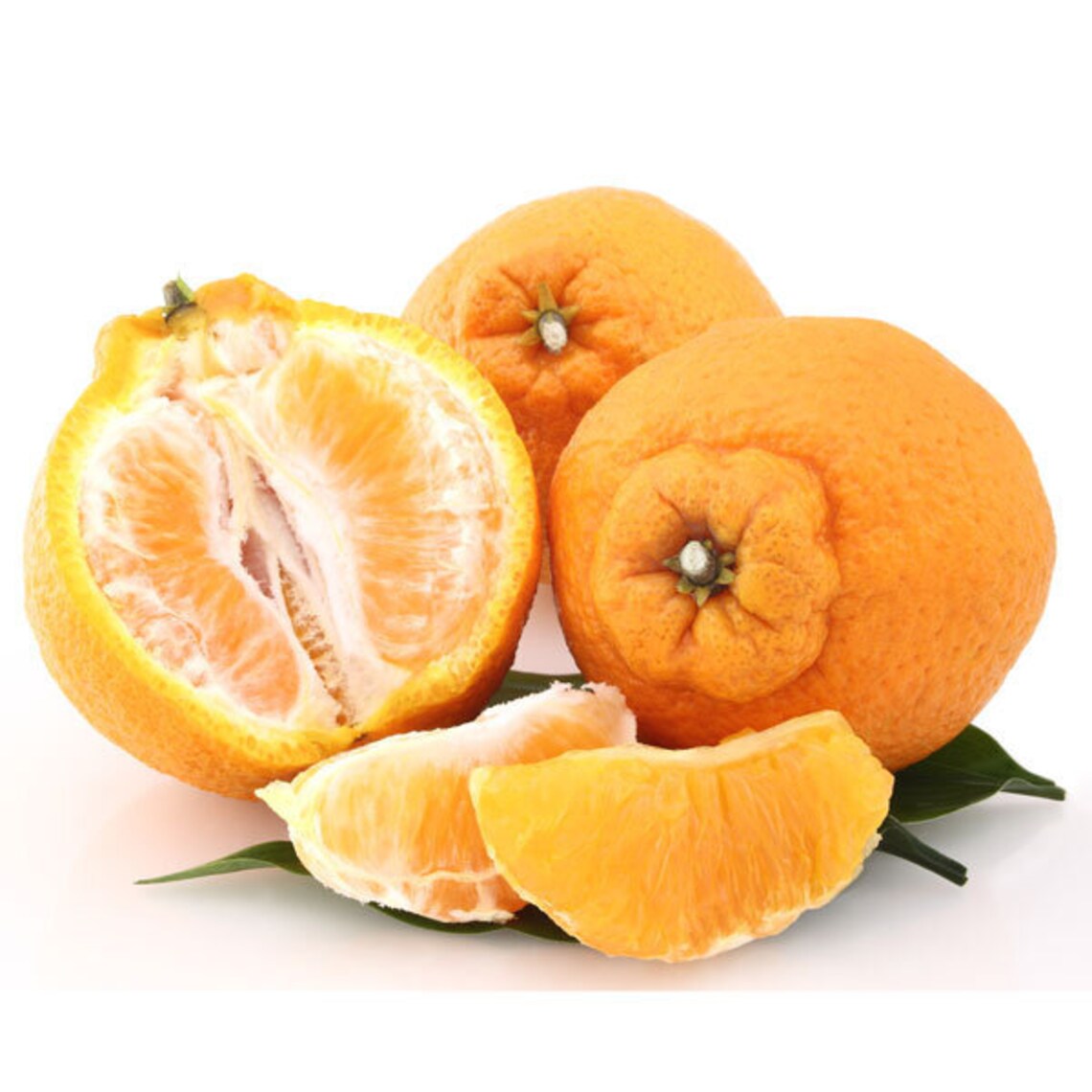 5 Gallon Shiranui sumo Tangerine Tree Grafted FLORIDA Etsy Canada