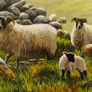 Blackface Sheep Lambs Ireland Canvas Wall Art Print by Irish artist Keith Glasgow